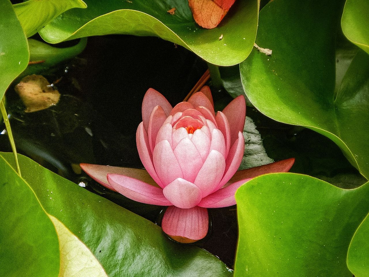 leaf, plant part, flower, plant, flowering plant, water lily, beauty in nature, freshness, aquatic plant, nature, petal, pink, green, close-up, water, flower head, pond, growth, inflorescence, lotus water lily, fragility, lily, proteales, no people, high angle view, outdoors, macro photography