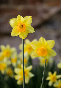 Close-up of yellow daffodil flowers