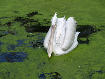 High angle view of white pelikaan floating on lake