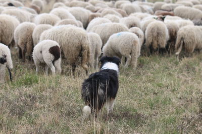 Sheep grazing in a field