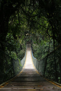Empty footbridge amidst trees in forest