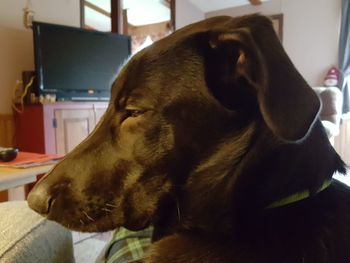 Close-up of dog relaxing at home