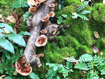 High angle view of plants growing by tree