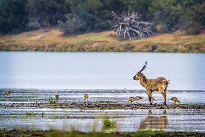 Deer on the beach