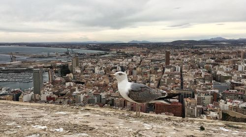 Seagull with buildings in city in background