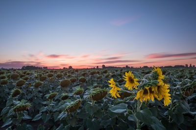 Close-up of yellow flowers blooming on field against sky during sunset