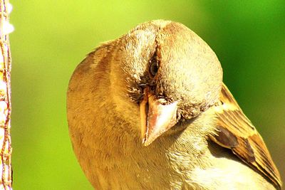 Close-up of bird
