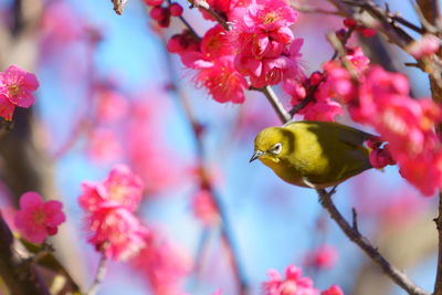 Close-up of bird perching on cherry blossom