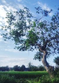 Trees on field against sky