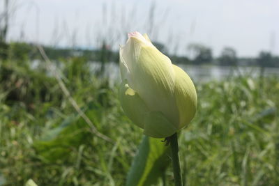 Close-up of flowering plant