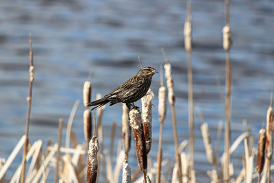 A female blackbird sits on cattail reeds in a pond