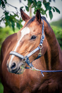 Close-up of horse