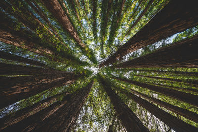 Low angle view of trees growing in forest