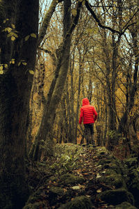 Rear view of man standing at forest