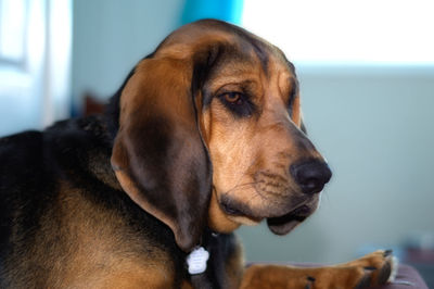 Close-up of dog looking away at home