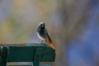 Close-up of bird perching on wood