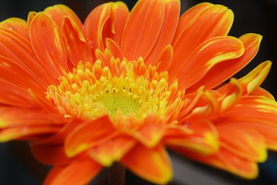 Close-up of yellow flower