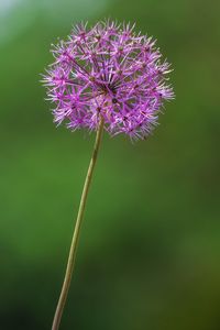 Close-up of purple flowering plant