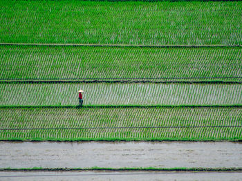 Scenic view of agricultural field