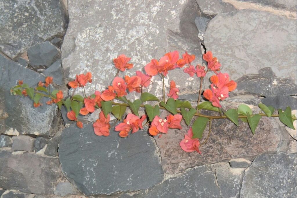 flower, red, plant, growth, fragility, freshness, petal, nature, rock - object, leaf, beauty in nature, high angle view, growing, wall - building feature, close-up, day, blooming, outdoors, no people, flower head