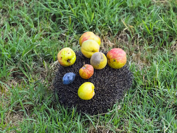 High angle view of eggs in field