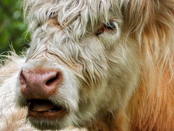 Close-up portrait of cattle 