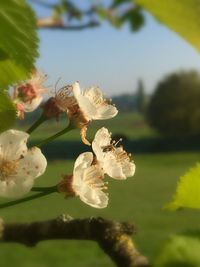 Close-up of white cherry blossom