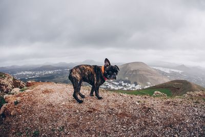 Dog standing on mountain against sky