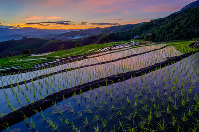 Scenic view of agricultural field against sky during sunset