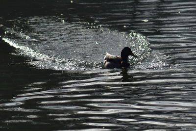 View of ducks swimming in lake