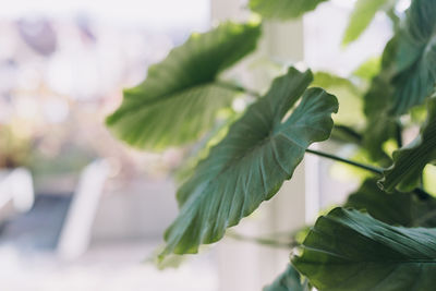 Close-up of fresh green leaves