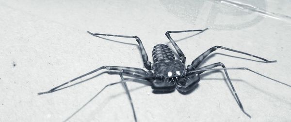 Close-up of spider