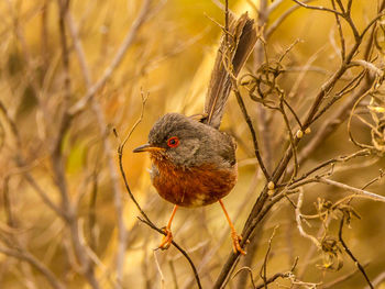 Close-up of bird perching on plant