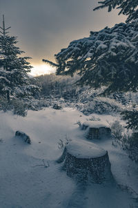 Scenic view of snow covered trees against sky during sunset