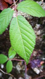 Close-up of fresh green leaf