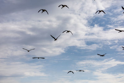 Low angle view of seagulls flying