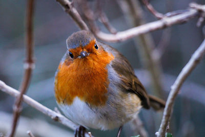 Robin perched on a branch