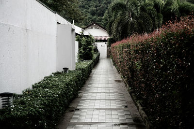 Footpath amidst trees and buildings