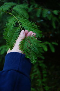 Cropped hand holding plant