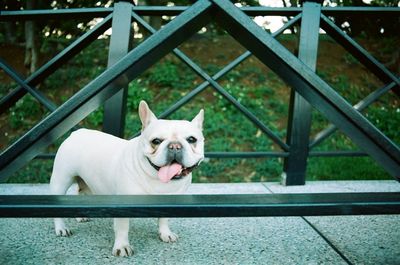 Full length portrait of french bulldog on footbridge