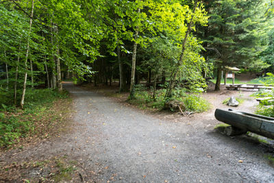 Footpath amidst trees in forest