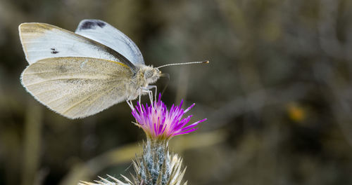 Close-up of butterfly pollinating on purple flower