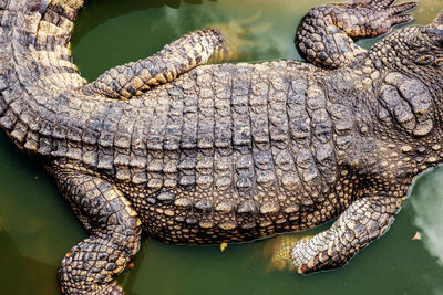 Close-up of crocodile in water