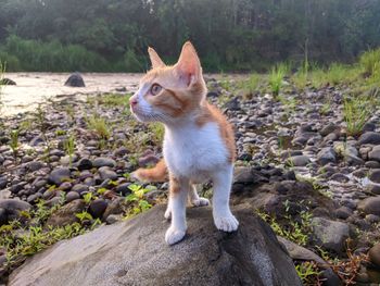 Cat looking away on rock