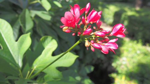 Close-up of pink flowering plant