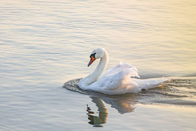 Swan floating on lake