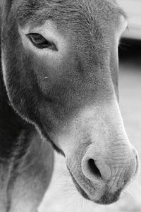 Close-up portrait of dog