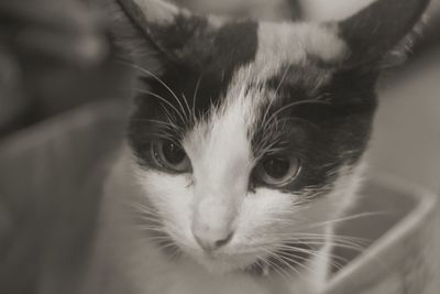 Close-up portrait of a cat