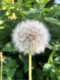 Close-up of dandelion flower