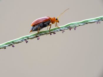 Close-up of insect against clear sky